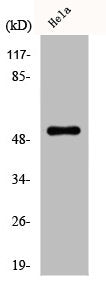 DES Antibody