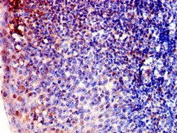 ARPC1B Antibody