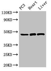 ARRB2 Antibody