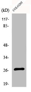 DHRS2 Antibody
