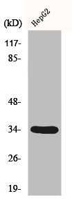 DHRS4 Antibody