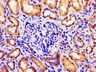 ARTN Antibody
