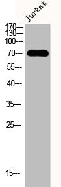 DMPK Antibody