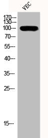 LIG4 Antibody