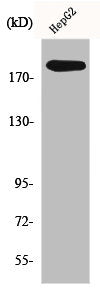POLA1 Antibody
