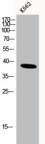 POLB Antibody