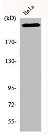 PRKDC Antibody