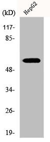 DOK3 Antibody
