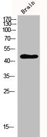 STK17B Antibody