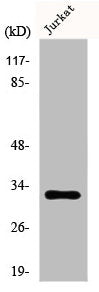 KCNIP3 Antibody