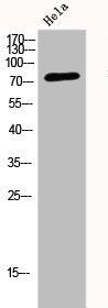 DNM1L Antibody