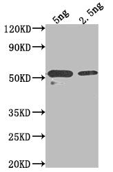 ASGR2 Antibody