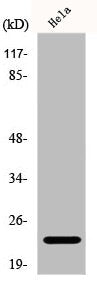 RCAN1 Antibody