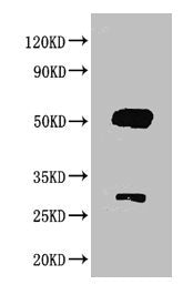 Rabbit anti-Goat IgG Antibody