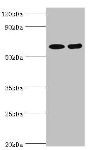 ASMTL Antibody
