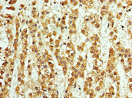 ASNA1 Antibody