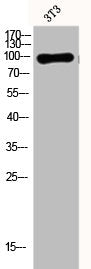 DNM1 Antibody
