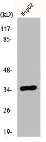 E2F6 Antibody