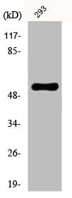SLC1A1 Antibody