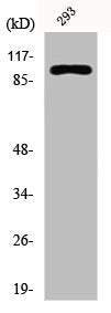 CDH1 Antibody