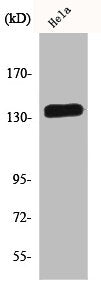 CDH1/CDH2/CDH3/CDH4 Antibody