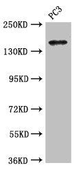 ASTN2 Antibody