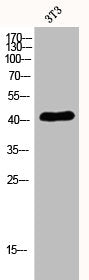 S1PR4 Antibody