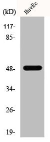 EEF1G Antibody