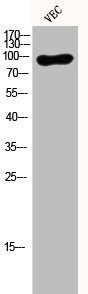 EEF2 Antibody