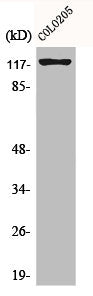 KIF11 Antibody