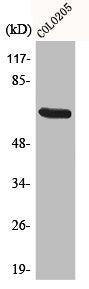 MEGF9 Antibody