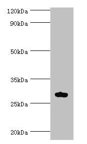 ATF1 Antibody