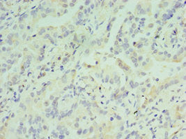 ATF7 Antibody