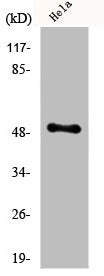 EGR1/EGR2 Antibody