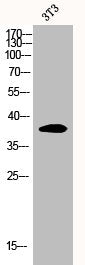 EIF2S1 Antibody