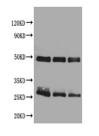 Rabbit anti-Rat IgG Antibody