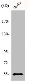 EMR4P Antibody