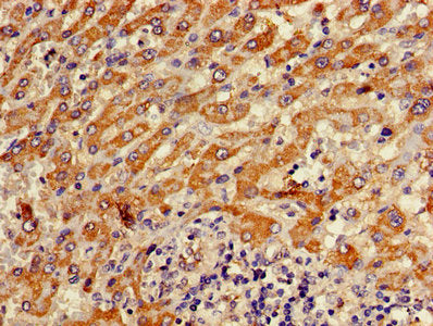 ATP5F1D Antibody