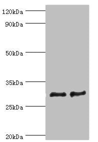 ATP5F1 Antibody