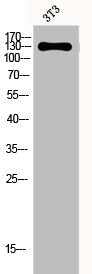 EPHA2/EPHA3/EPHA4 Antibody