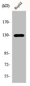 EPHB1/EPHB2 Antibody
