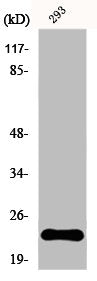 EFNA1 Antibody