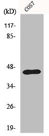 EFNB1 Antibody