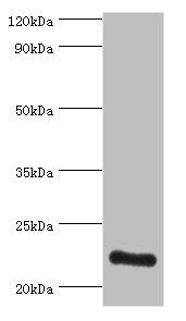 ATP5O Antibody