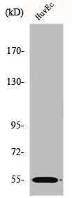 ETV1 Antibody