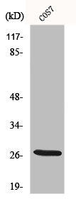 HSD17B10 Antibody