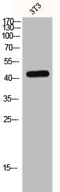 MAPK3 Antibody