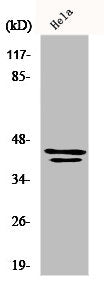 MAPK3/MAPK1 Antibody