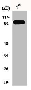 MAPK6 Antibody