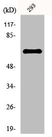 ESR1 Antibody
